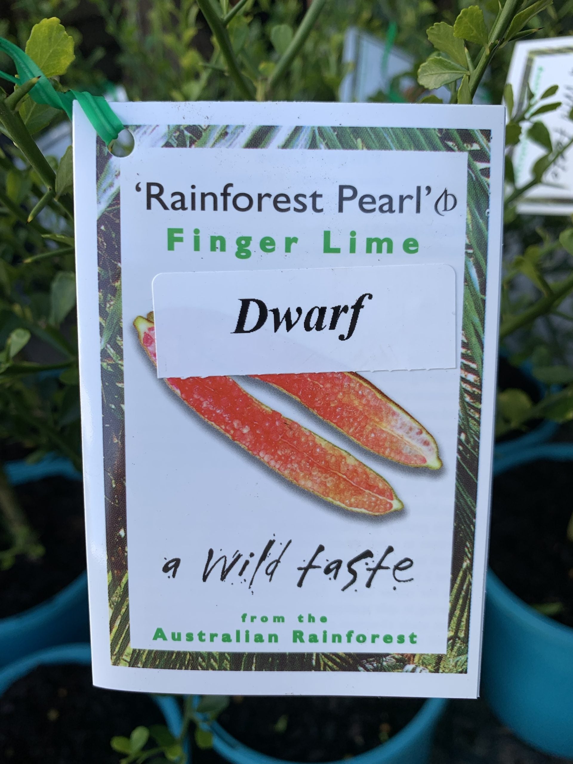 Dwarf Finger Lime Rainforest Pearl (QLD Only)