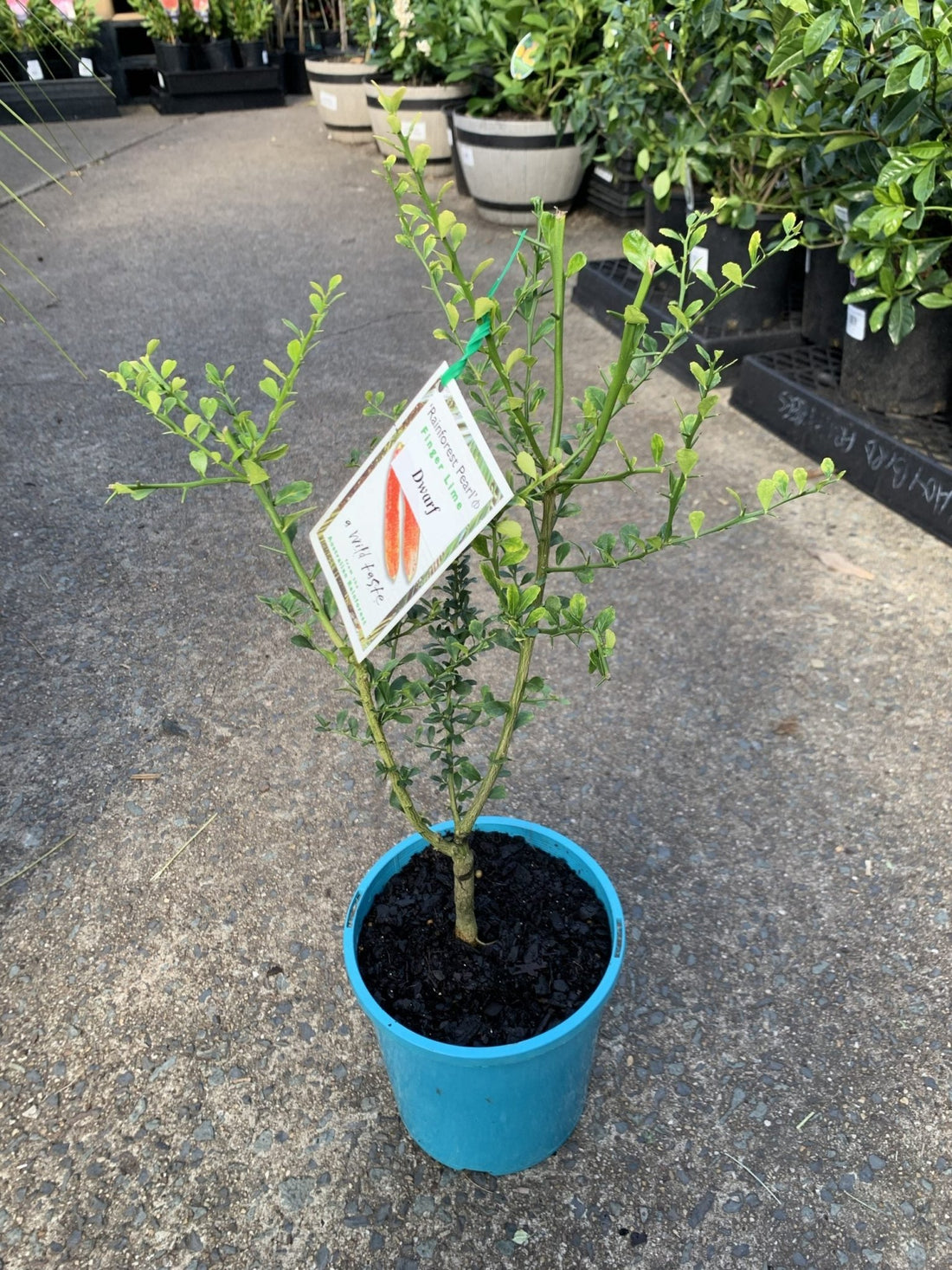 Dwarf Finger Lime Rainforest Pearl (QLD Only) - Ladybird Nursery