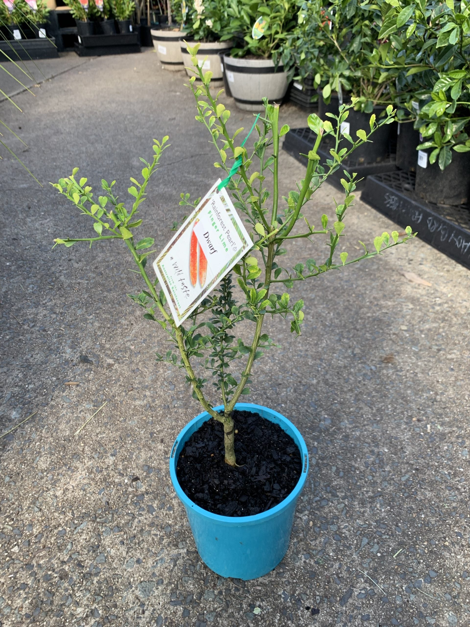 Dwarf Finger Lime Rainforest Pearl (QLD Only)