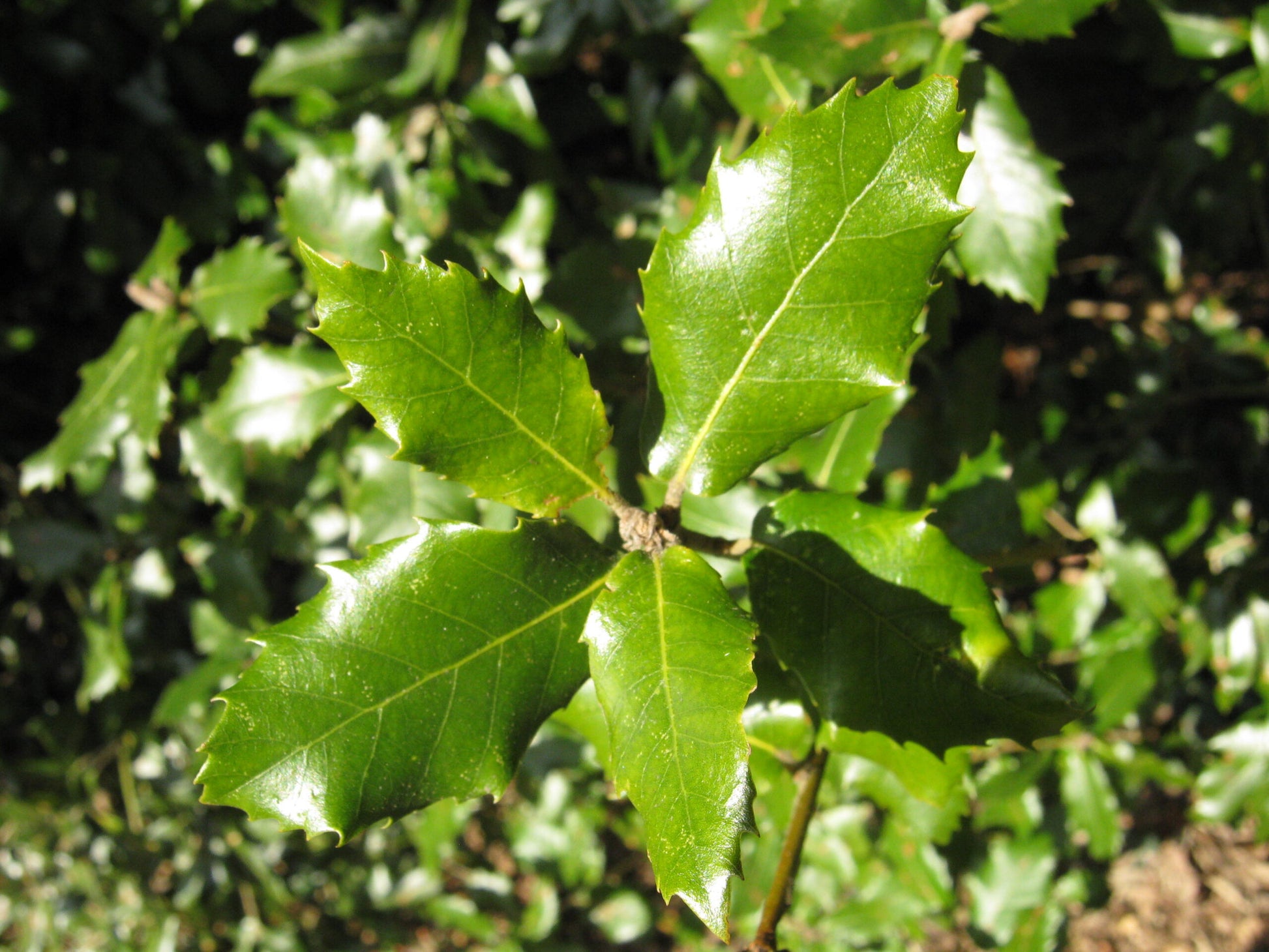 Holly Oak (Quercus ilex)