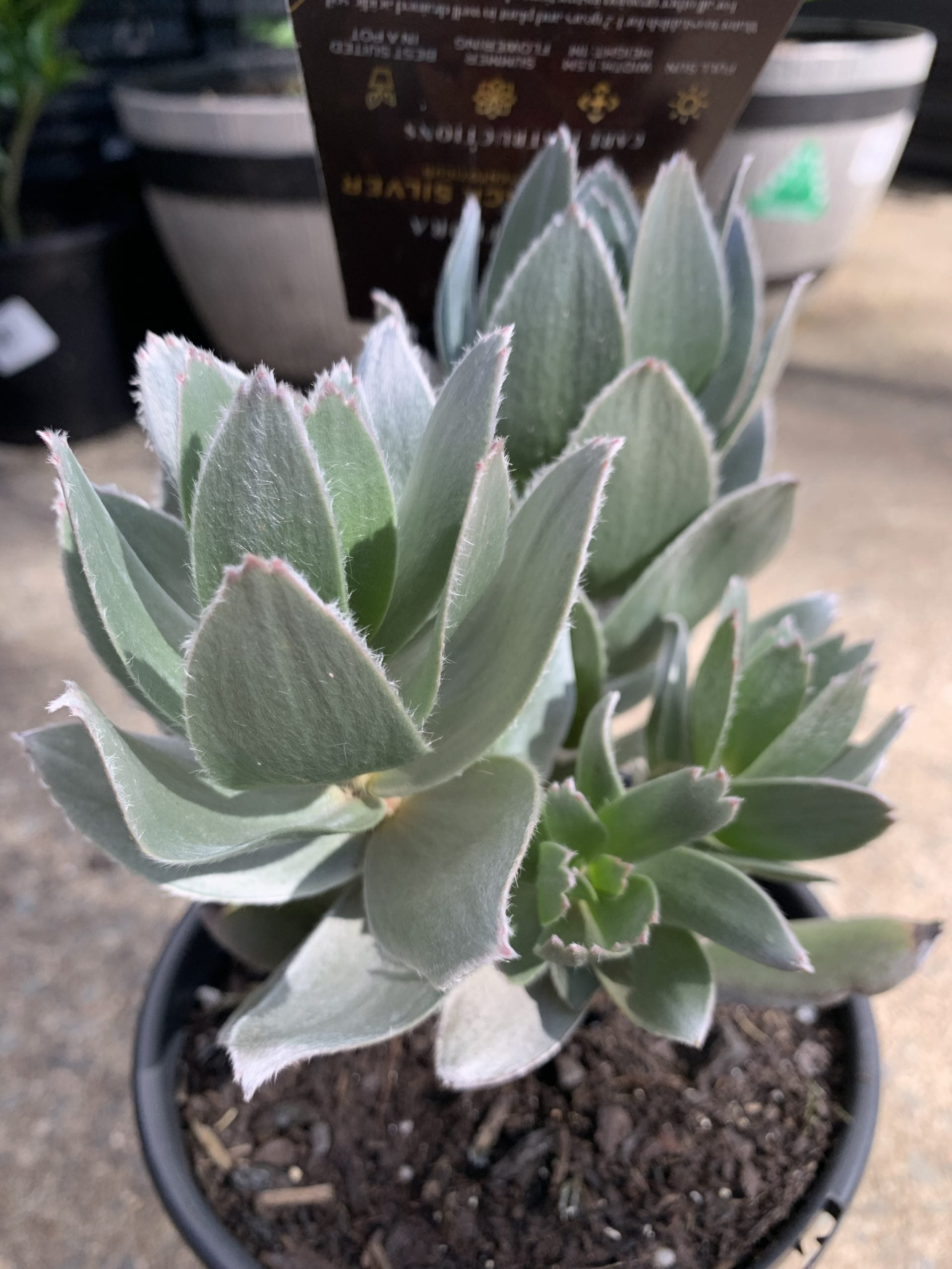 Mimetes hottentoticus 'Crackerjack Silver'