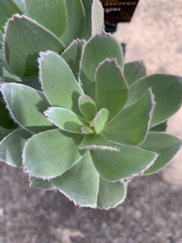 Mimetes hottentoticus 'Crackerjack Silver' - Ladybird Nursery