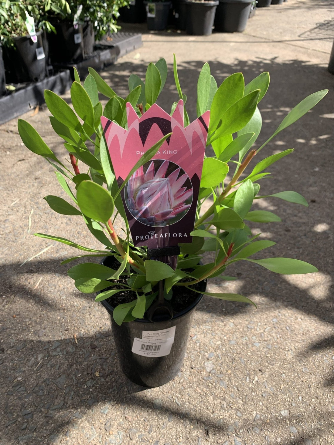Protea 'King Winter' - Ladybird Nursery