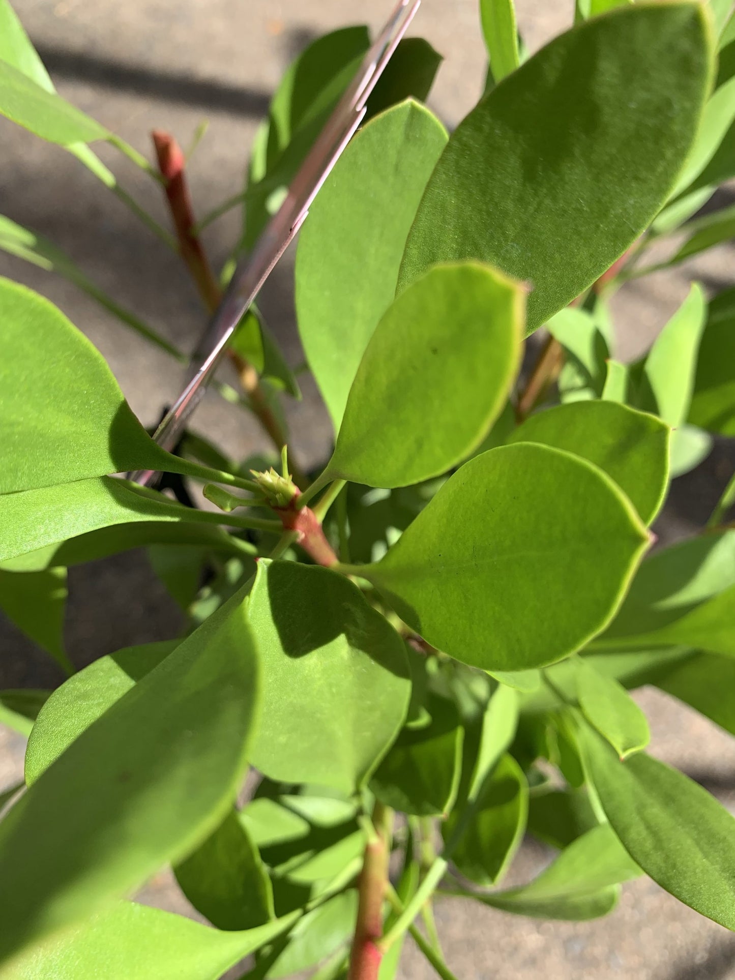 Protea 'King Winter'