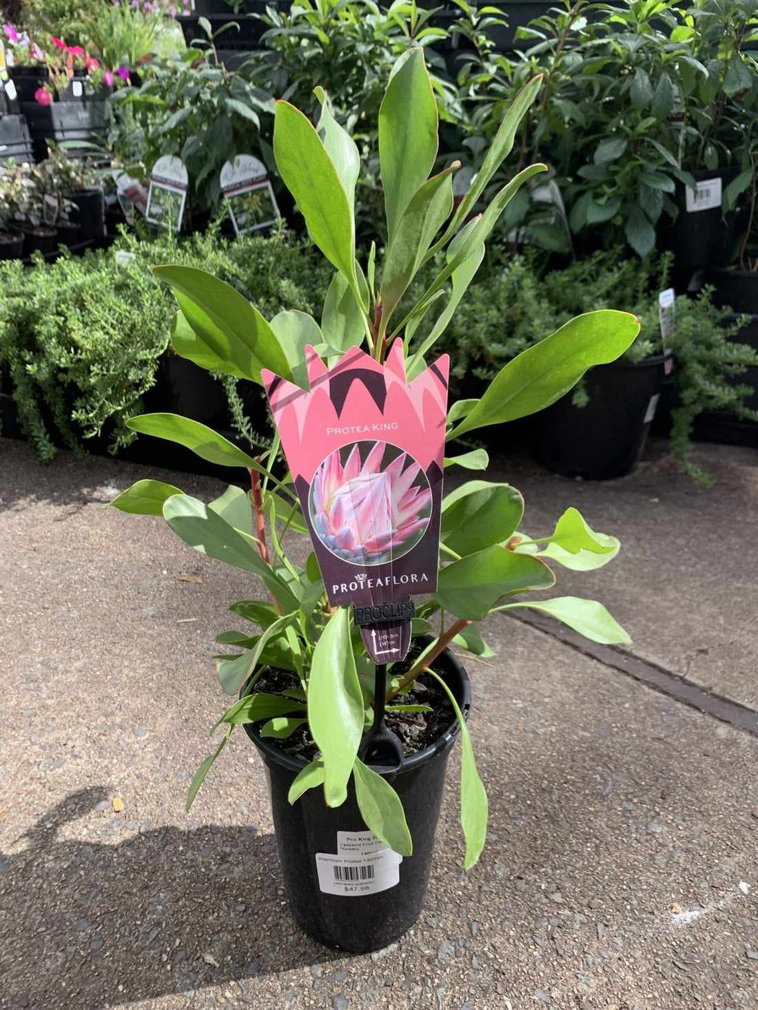 Protea 'King Summer' - Ladybird Nursery