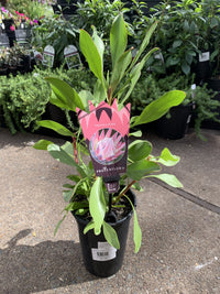 Protea 'King Summer'