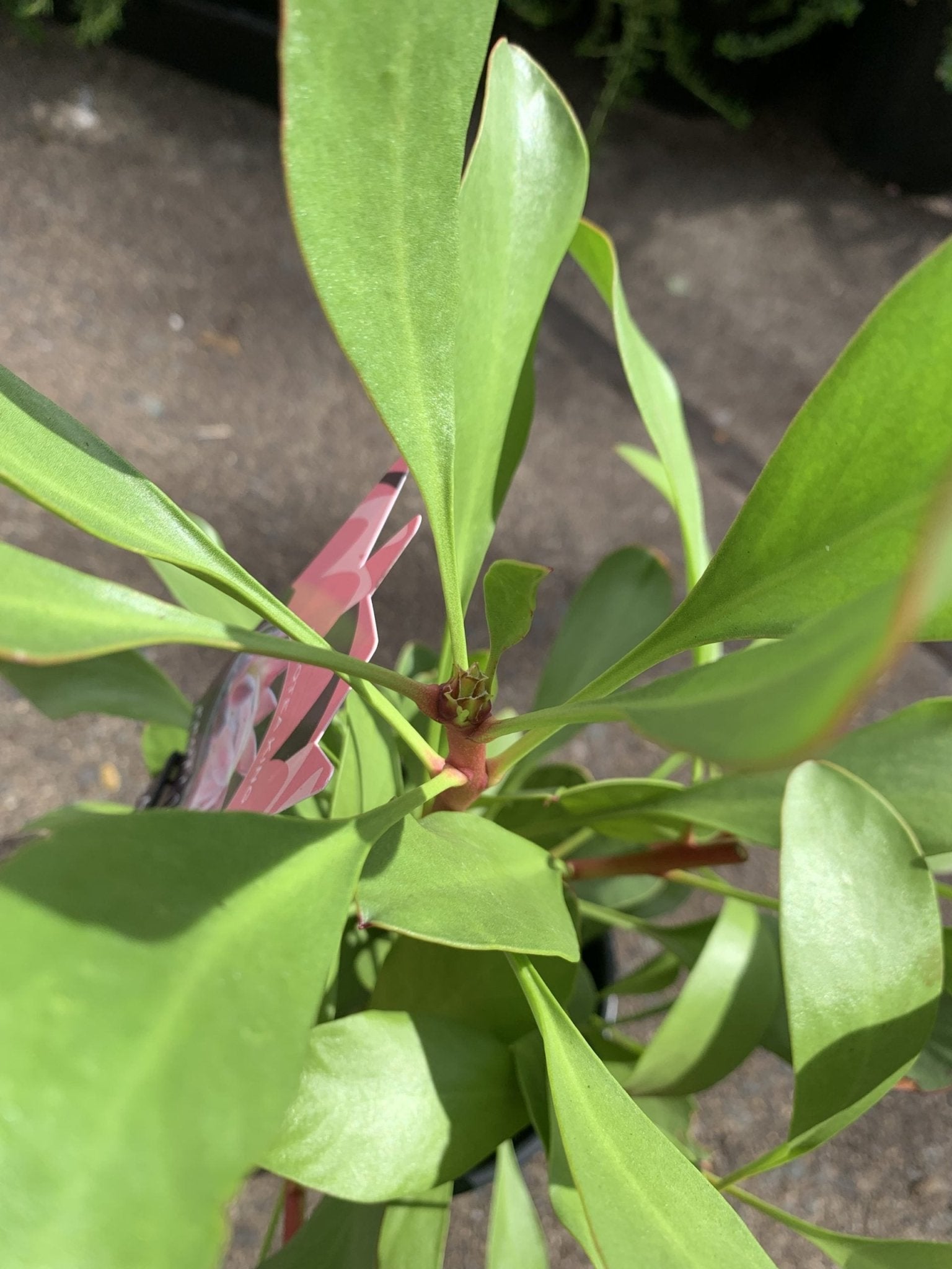 Protea 'King Summer' - Ladybird Nursery