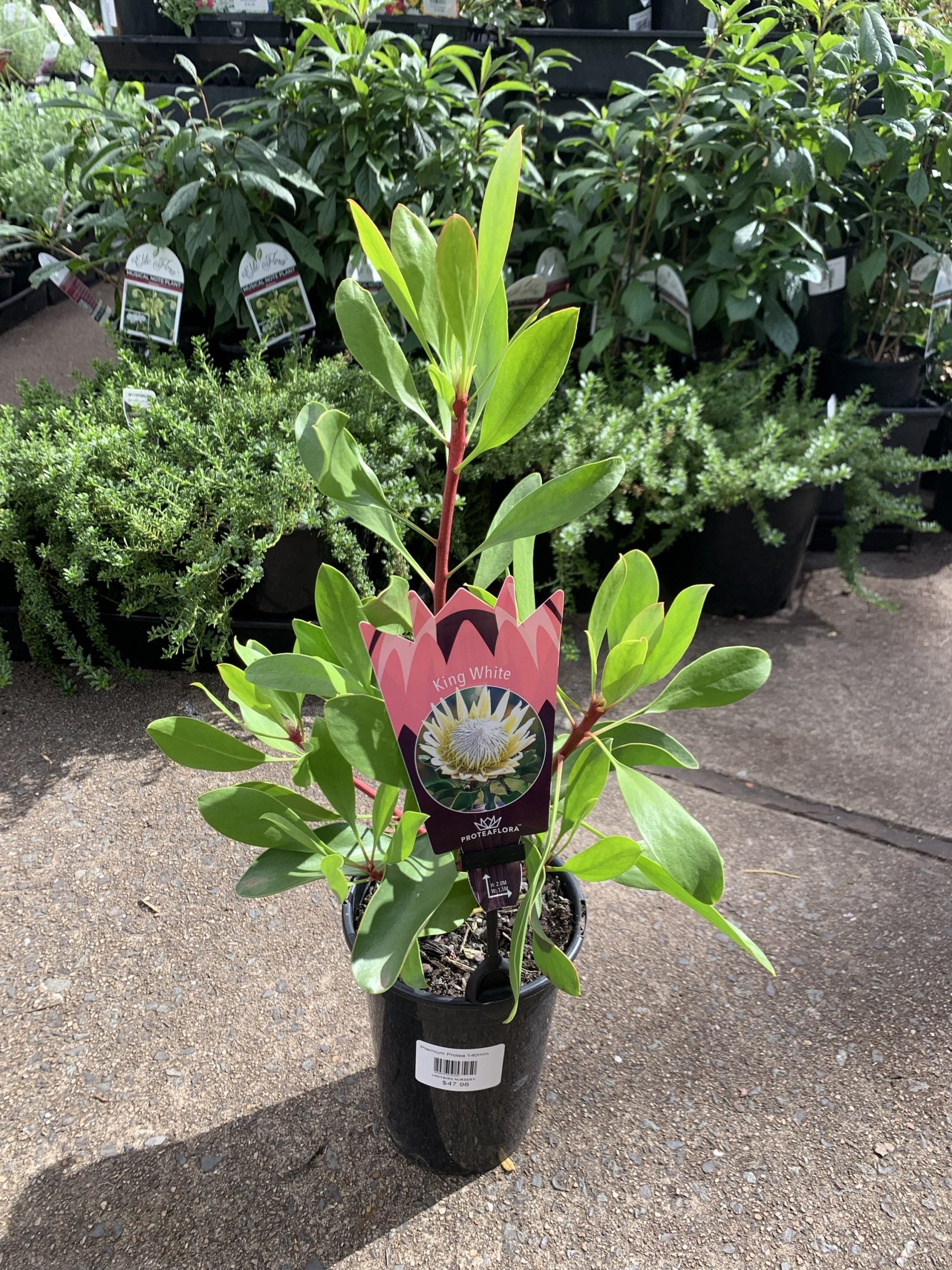 Protea 'King White'