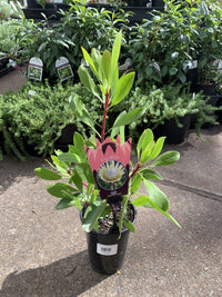 Protea 'King White'