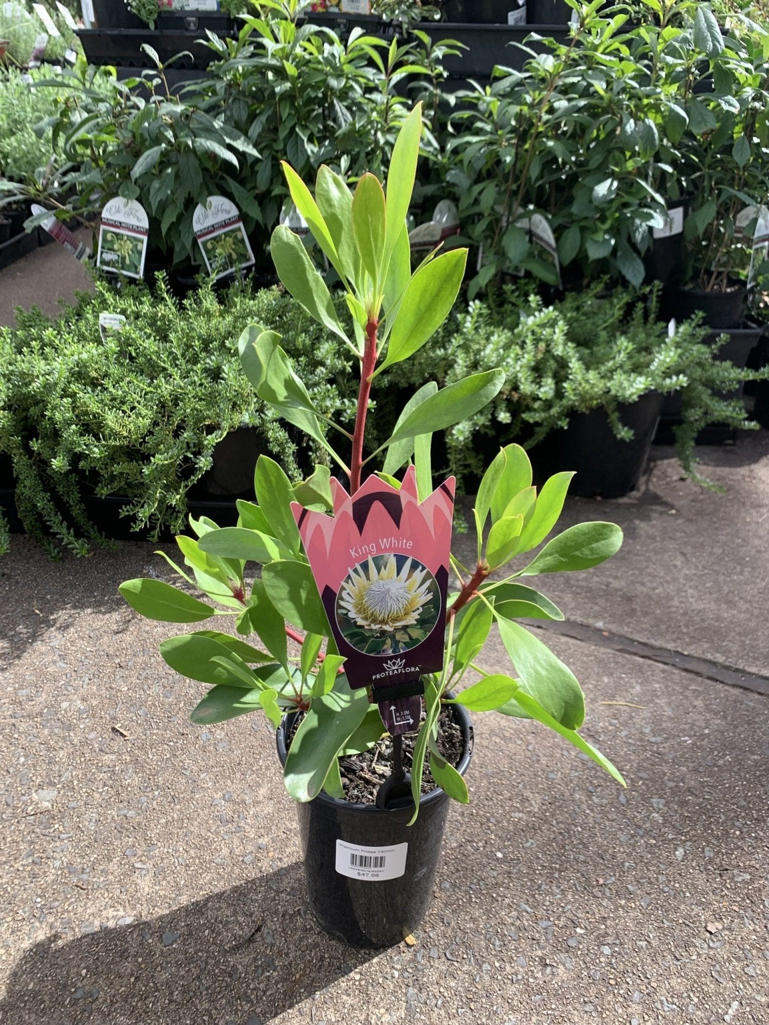 Protea 'King White' - Ladybird Nursery