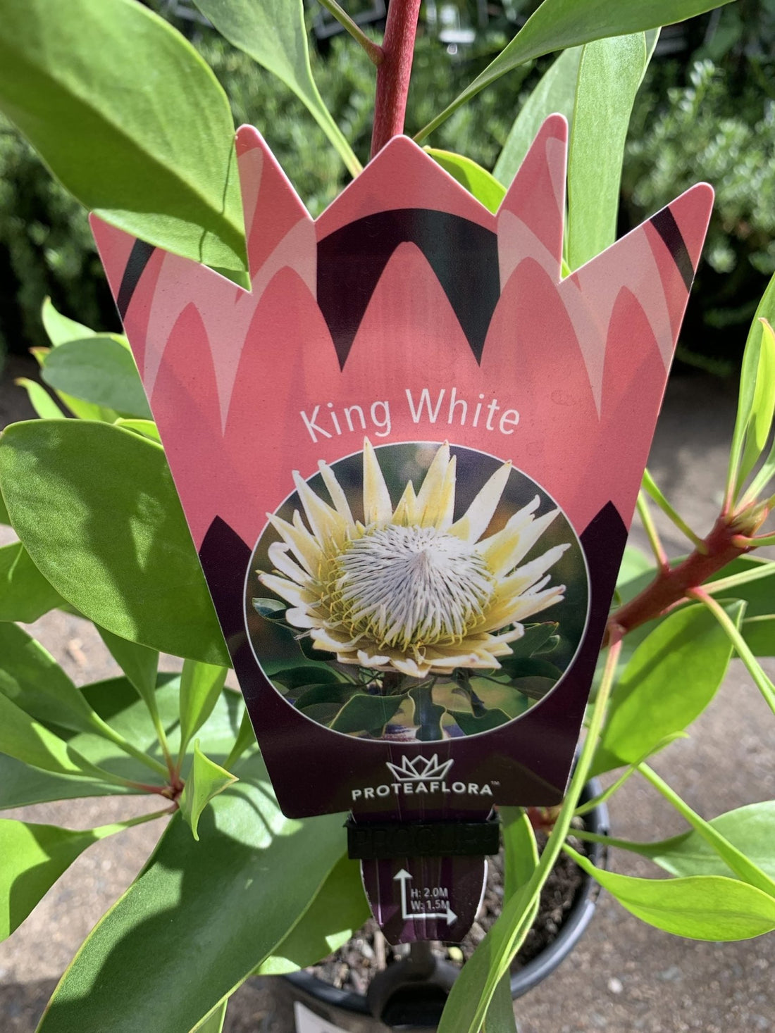 Protea 'King White' - Ladybird Nursery