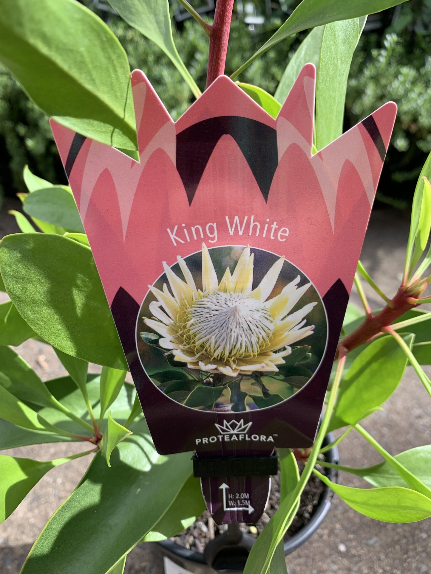 Protea 'King White'