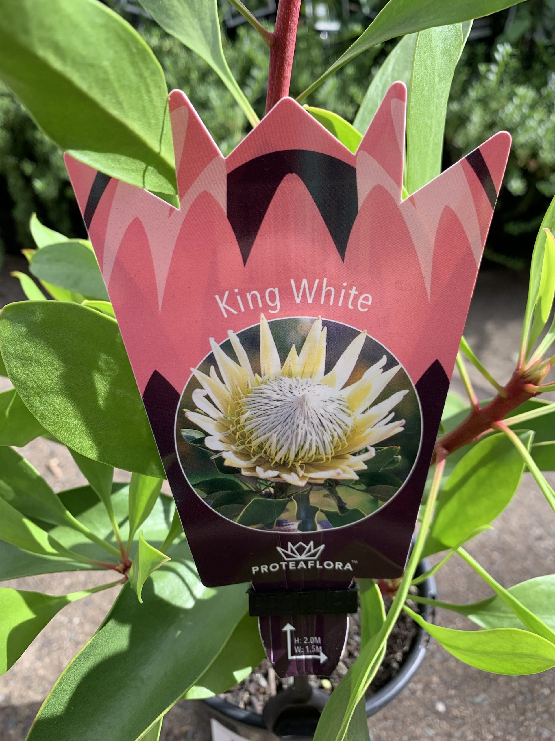 Protea 'King White'