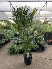 Cascade Palm (Chamaedorea cataractarum)