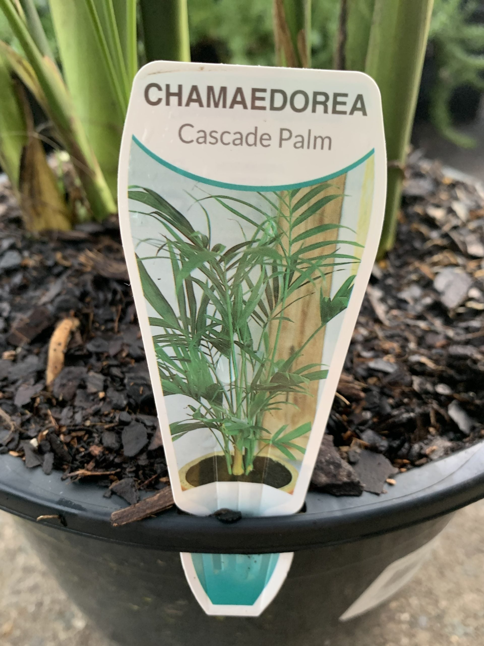 Cascade Palm (Chamaedorea cataractarum)