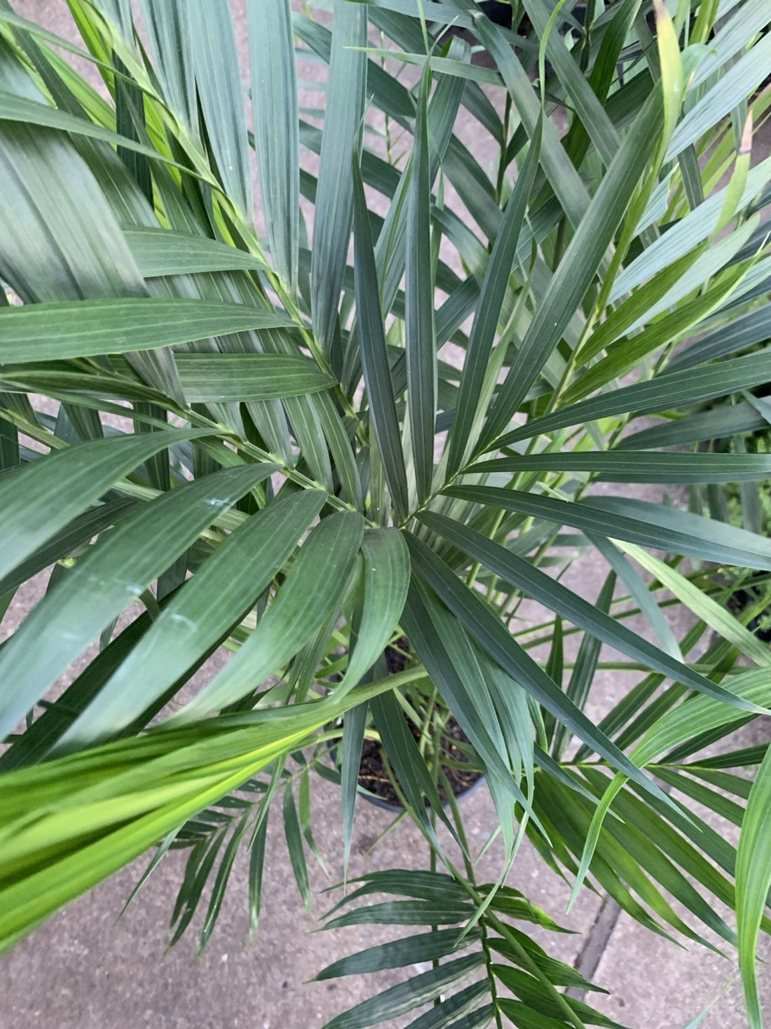 Cascade Palm (Chamaedorea cataractarum) 250/300mm pot, pick up only - Ladybird Nursery