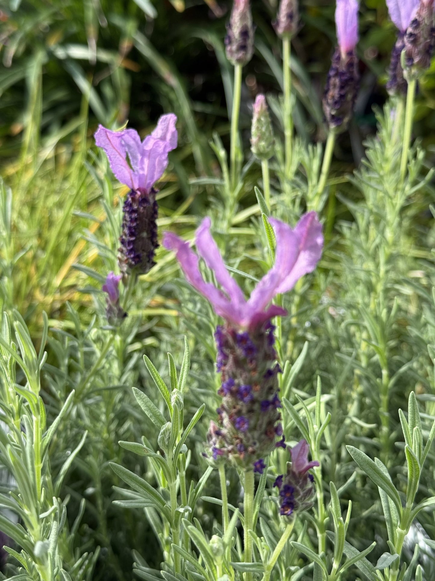 Lavender 'The Queen' (Lavandula pedunculata)