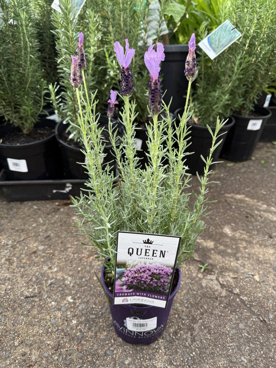 Lavender 'The Queen' (Lavandula pedunculata) - Ladybird Nursery