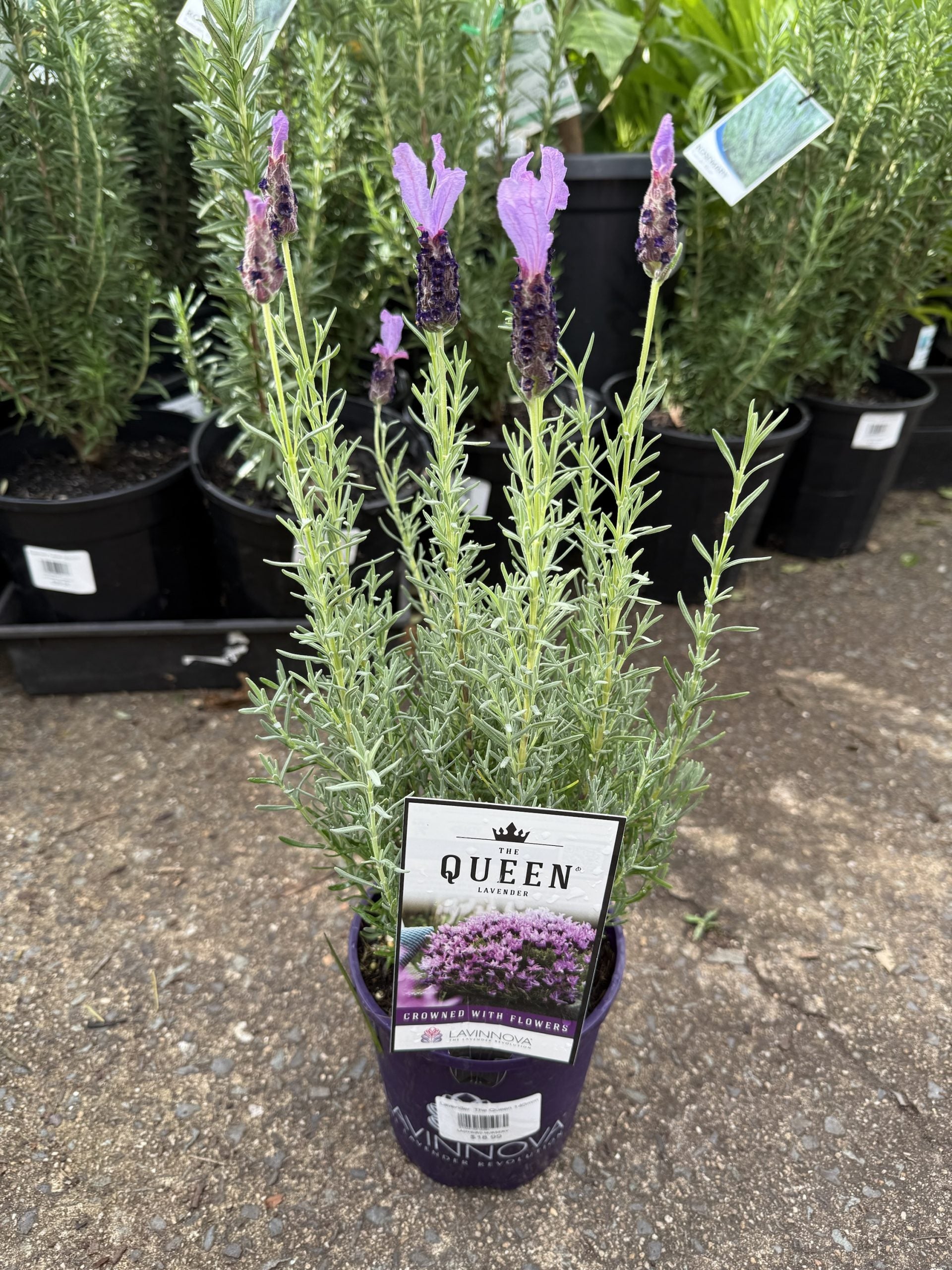 Lavender 'The Queen' (Lavandula pedunculata)