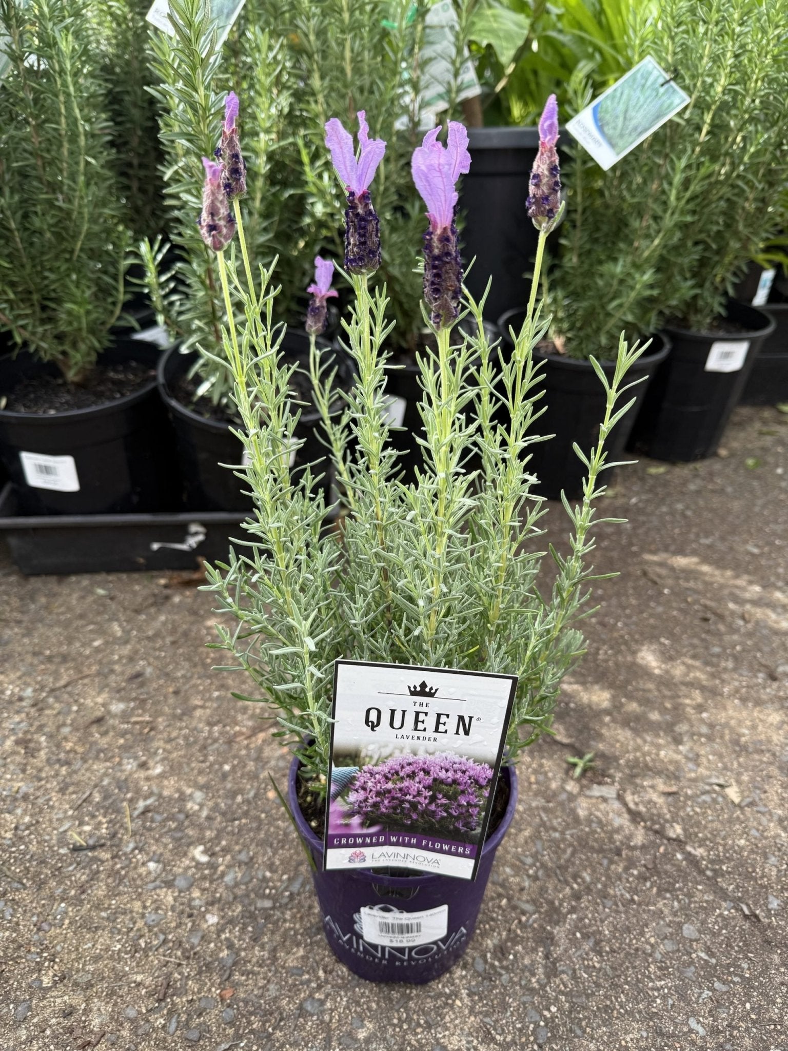 Lavender 'The Queen' (Lavandula pedunculata) - Ladybird Nursery