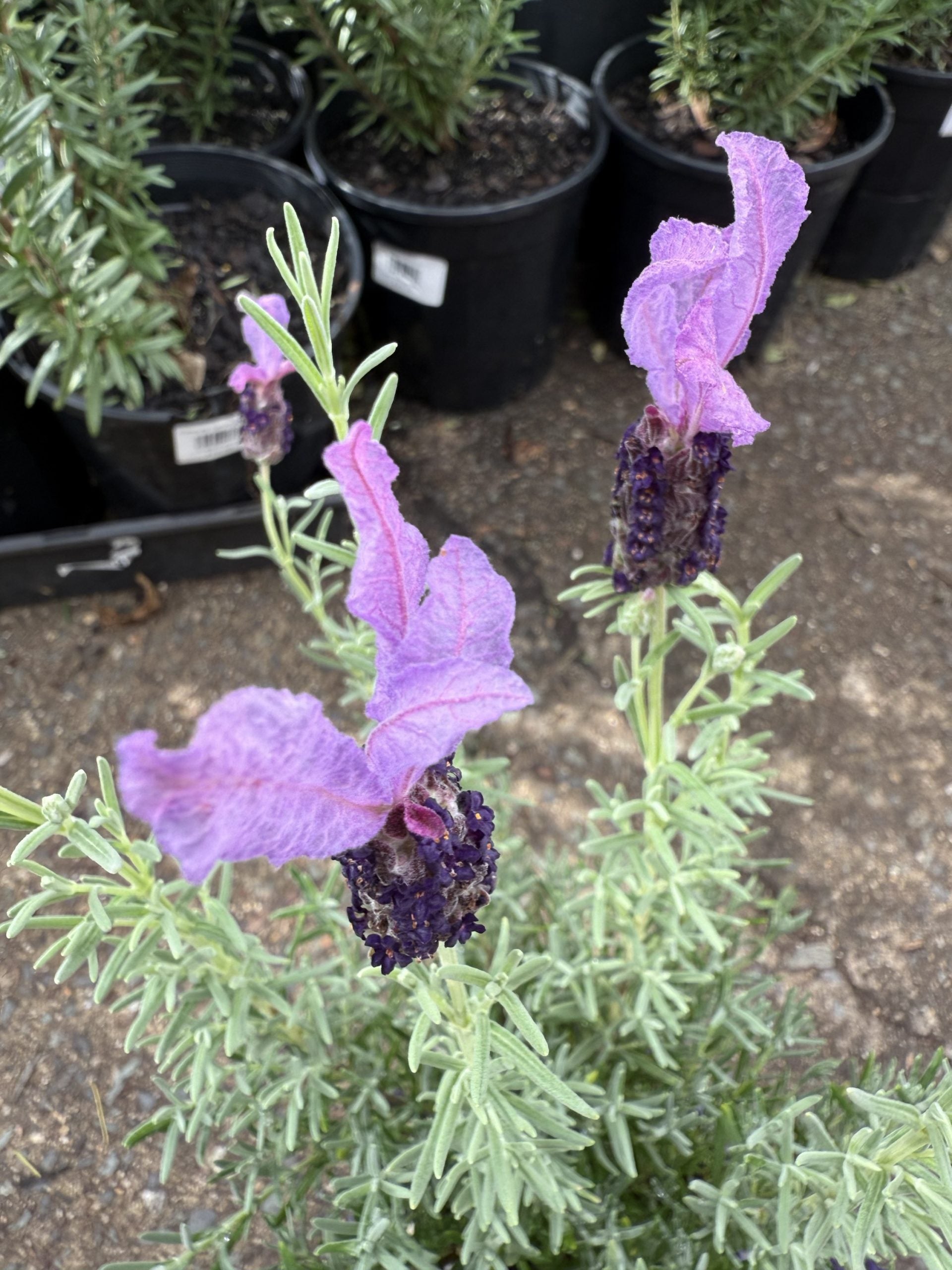 Lavender 'The Queen' (Lavandula pedunculata)