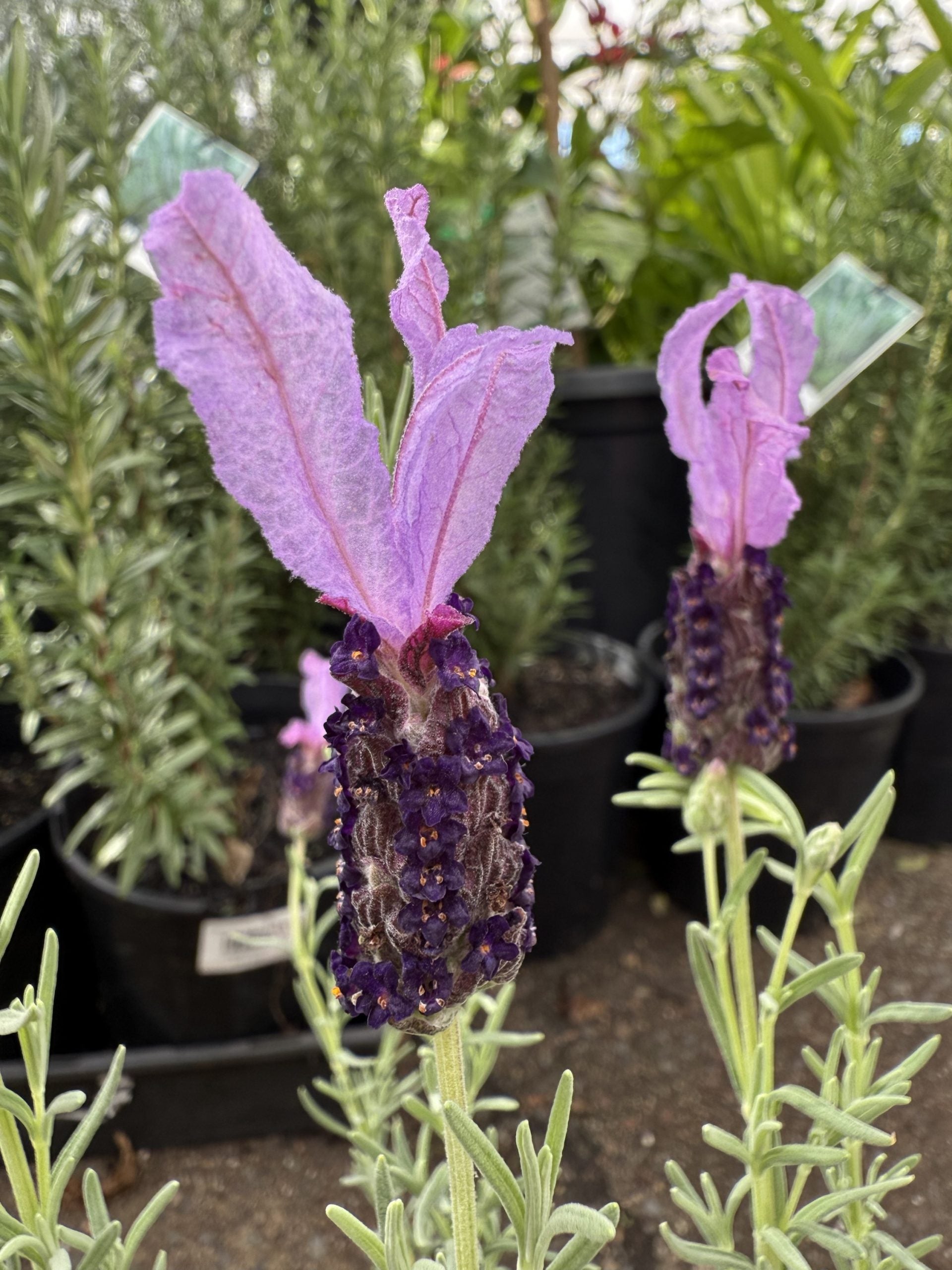 Lavender 'The Queen' (Lavandula pedunculata)