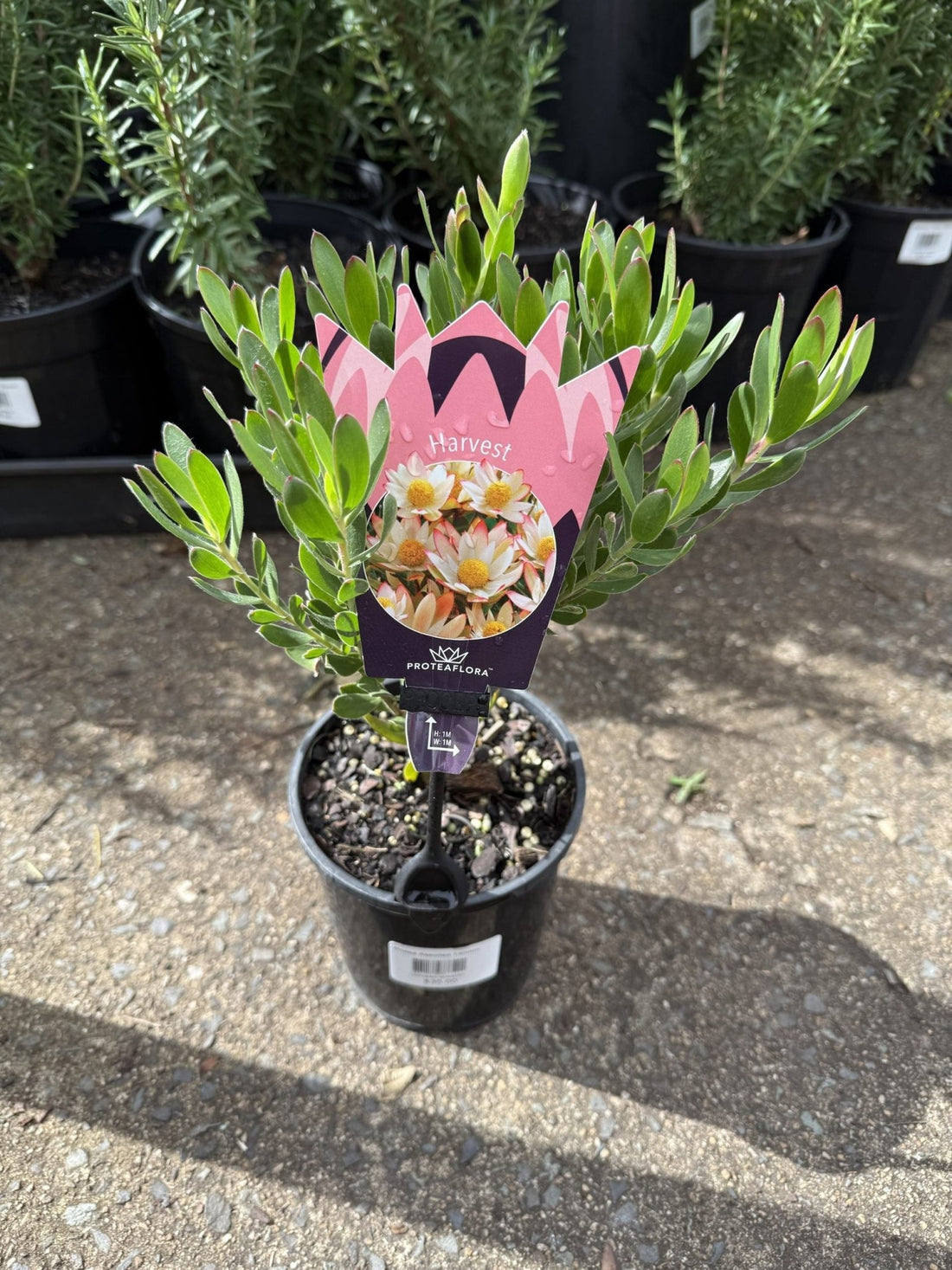 Leucadendron 'Harvest' - Ladybird Nursery
