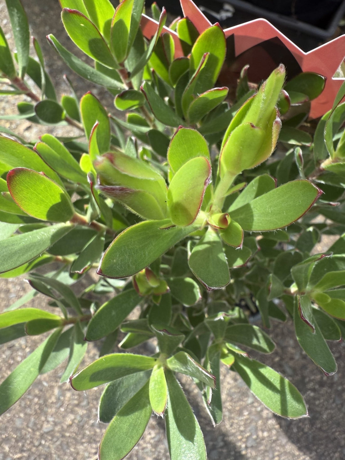 Leucadendron 'Harvest' - Ladybird Nursery