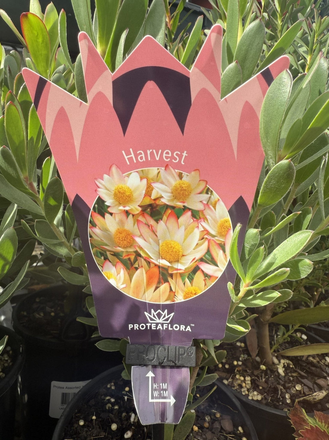Leucadendron 'Harvest' - Ladybird Nursery
