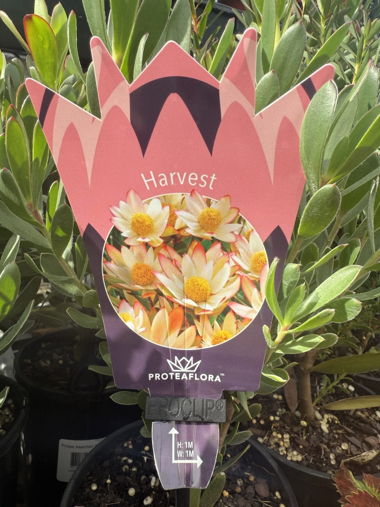 Leucadendron 'Harvest' - Ladybird Nursery
