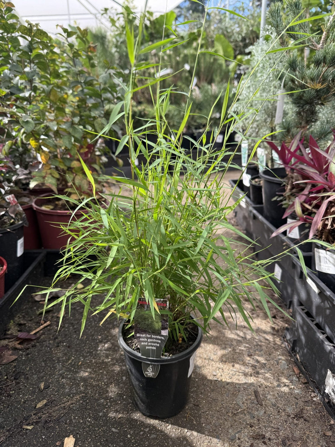 Panda Grass (Pogonatherum paniceum) - Ladybird Nursery