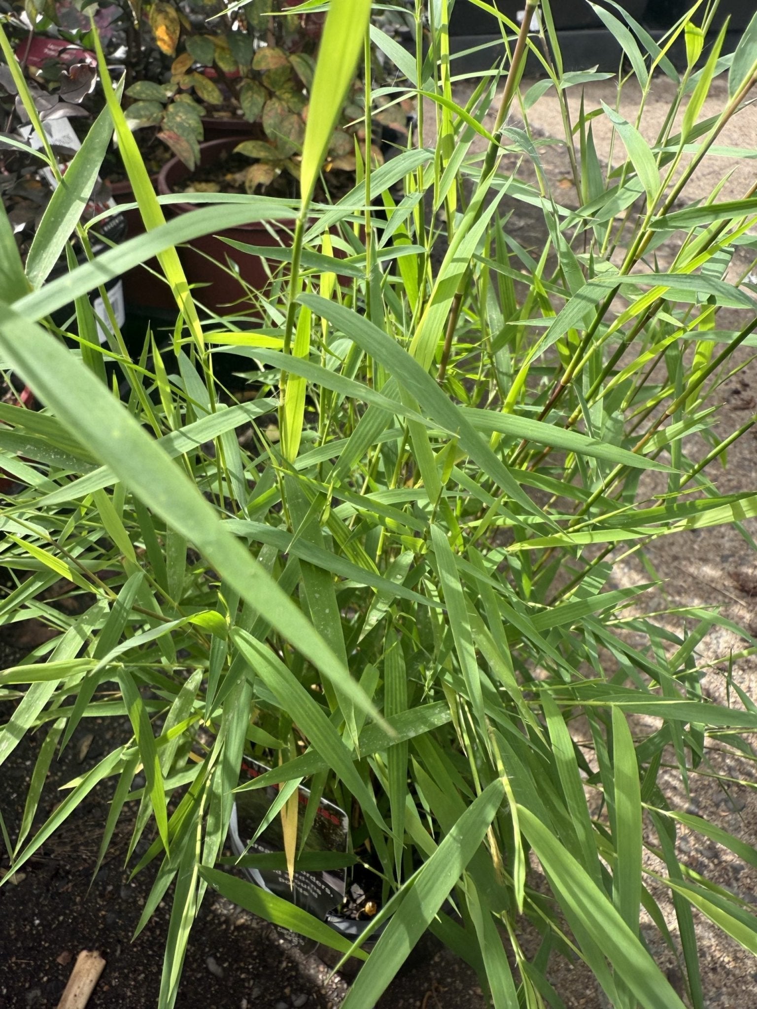 Panda Grass (Pogonatherum paniceum) - Ladybird Nursery