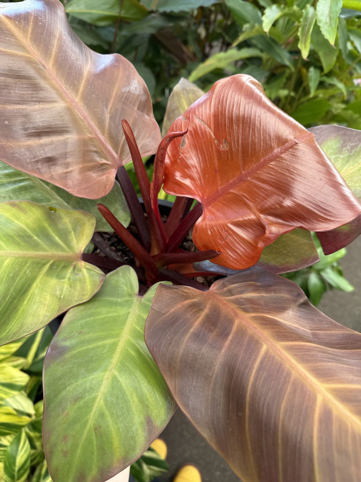 Philodendron ‘McColley’s Finale’