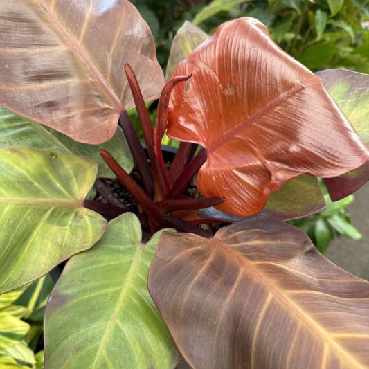 Philodendron ‘McColley’s Finale’ - Ladybird Nursery