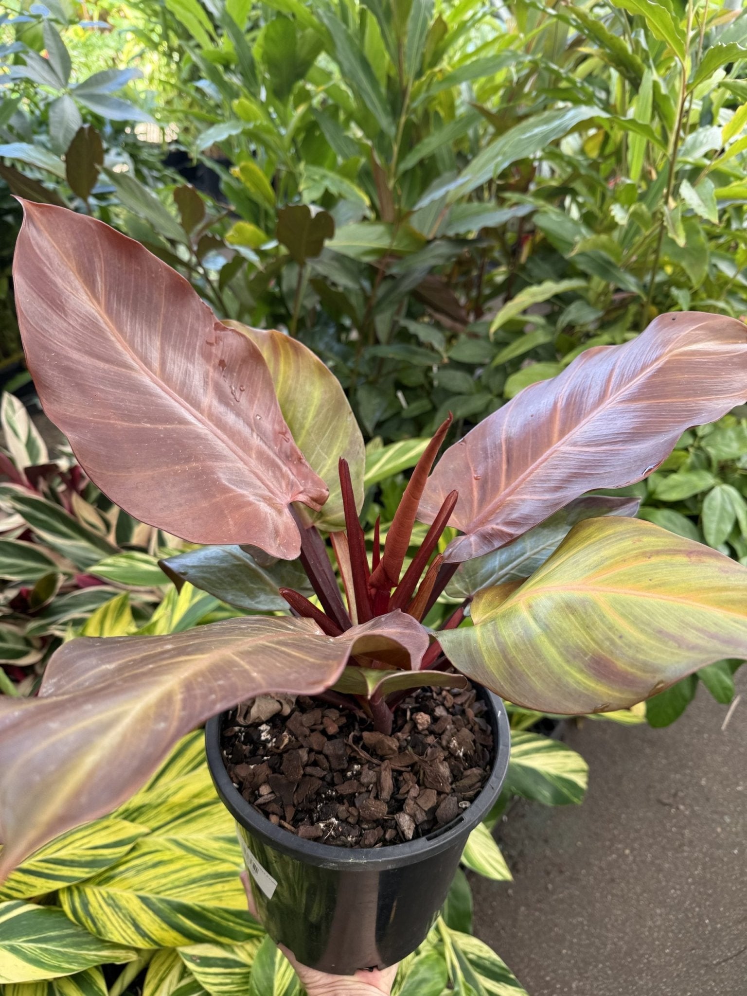 Philodendron ‘McColley’s Finale’ - Ladybird Nursery