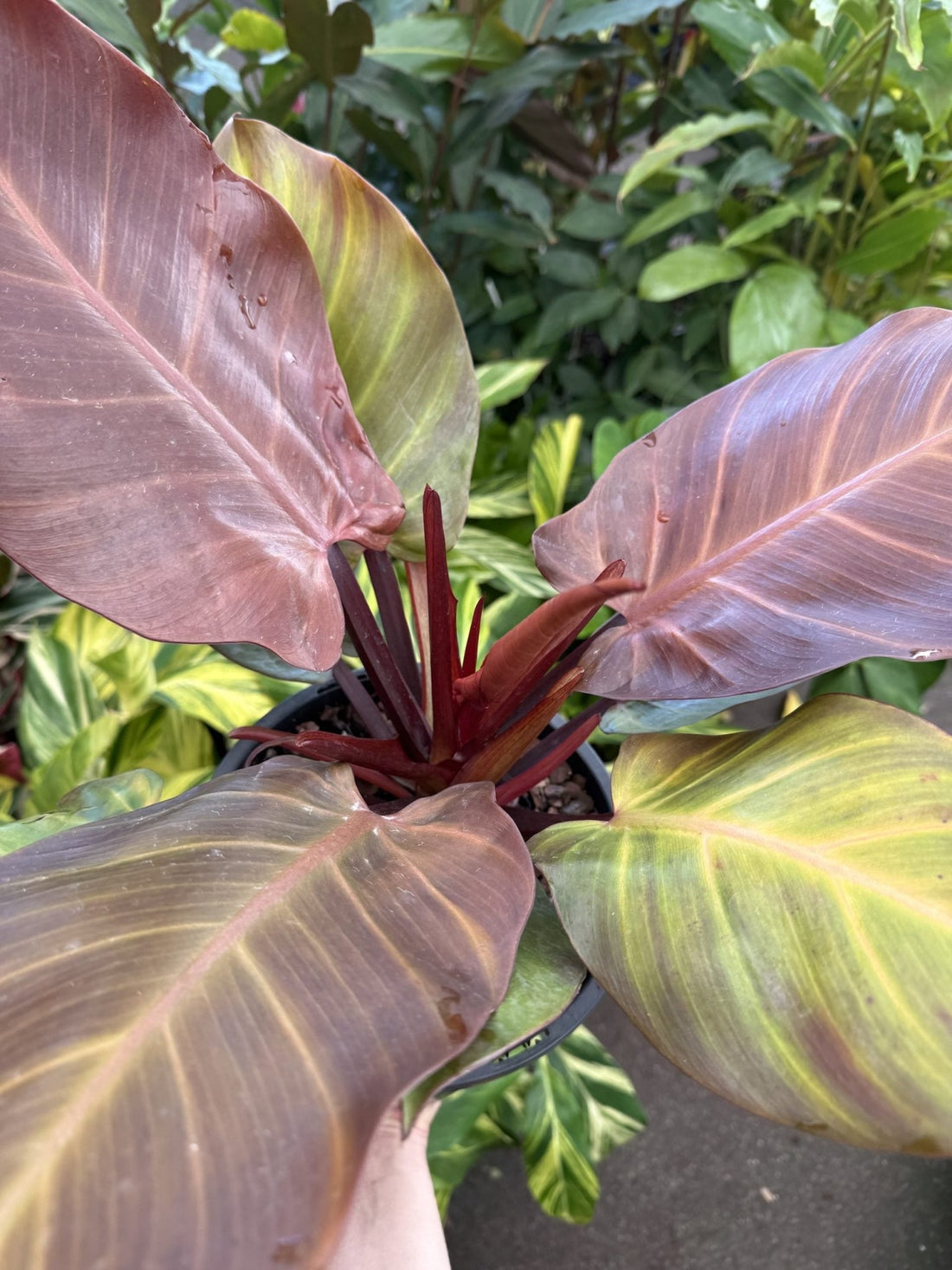 Philodendron ‘McColley’s Finale’ - Ladybird Nursery
