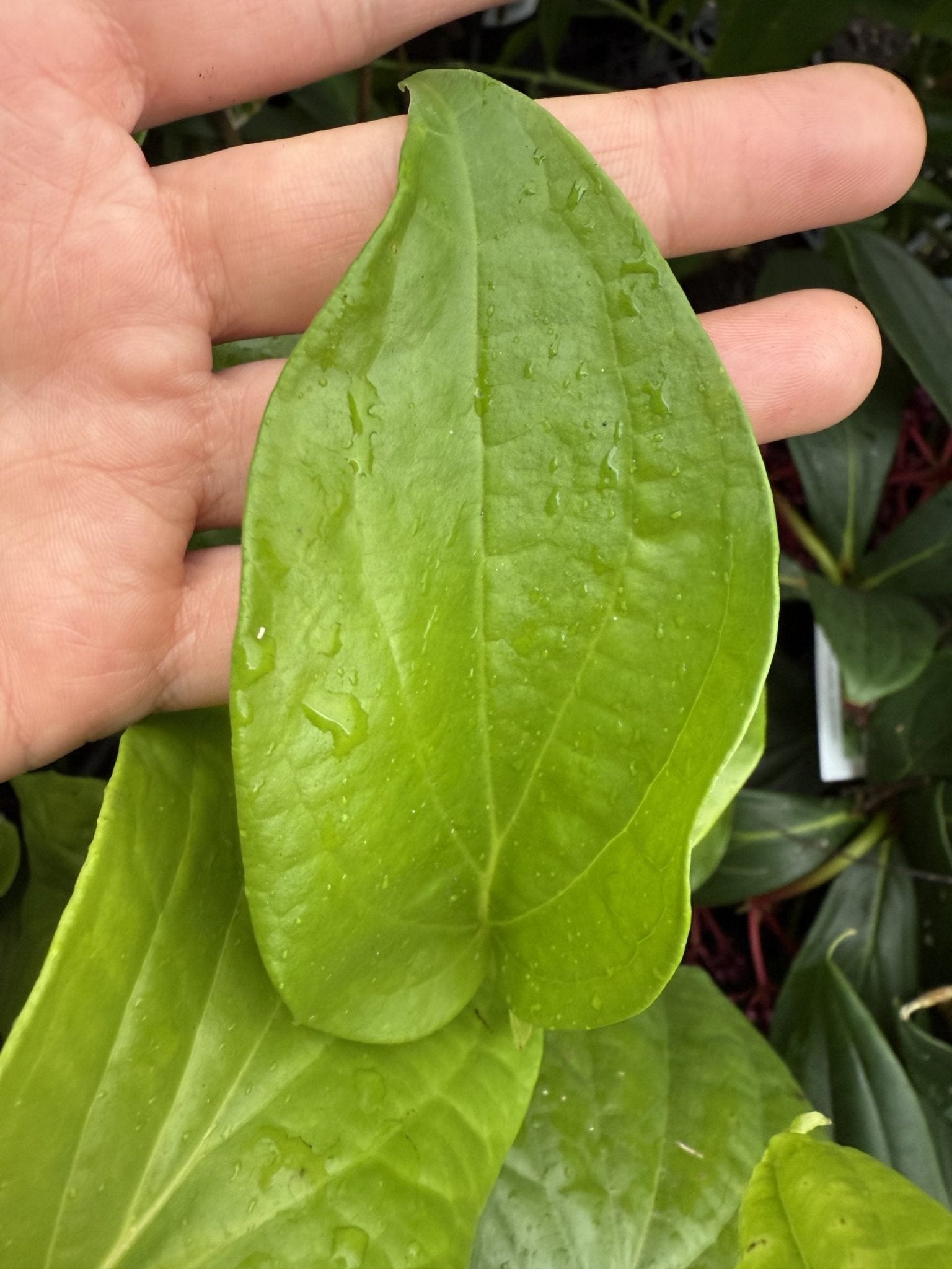 Wild Betel Leaf (Piper sarmentosum Robx.) - Ladybird Nursery
