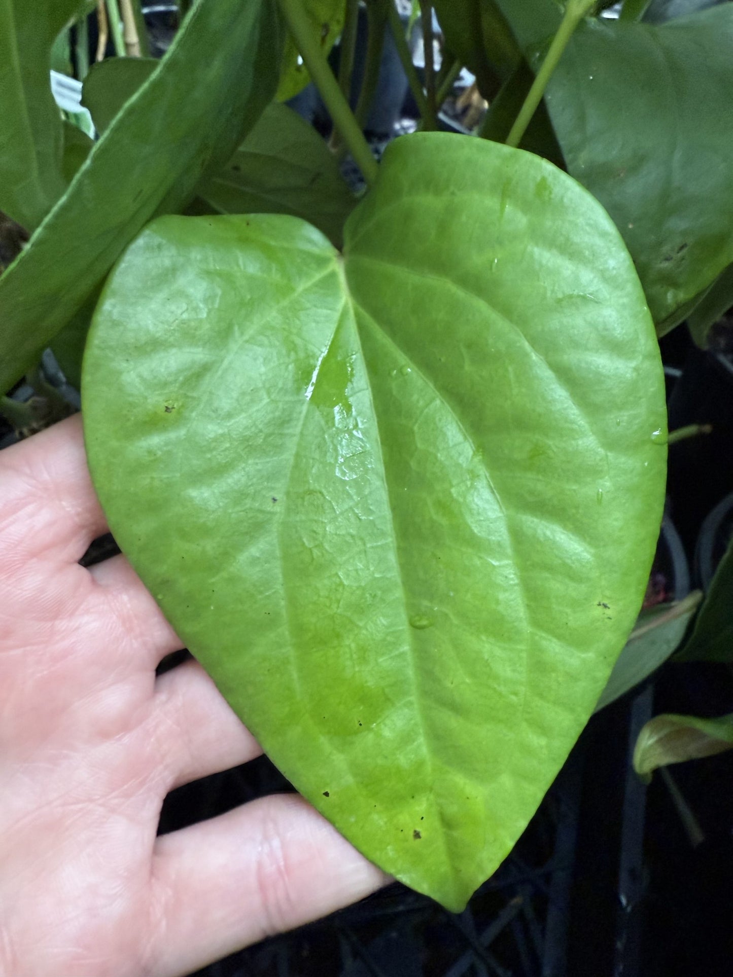 Wild Betel Leaf (Piper sarmentosum Robx.)
