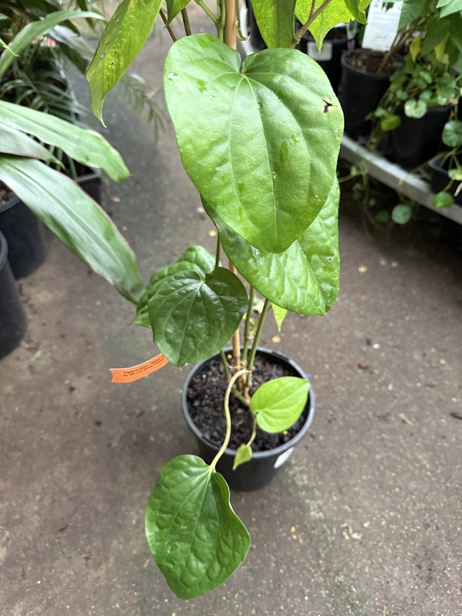 Wild Betel Leaf (Piper sarmentosum Robx.) - Ladybird Nursery