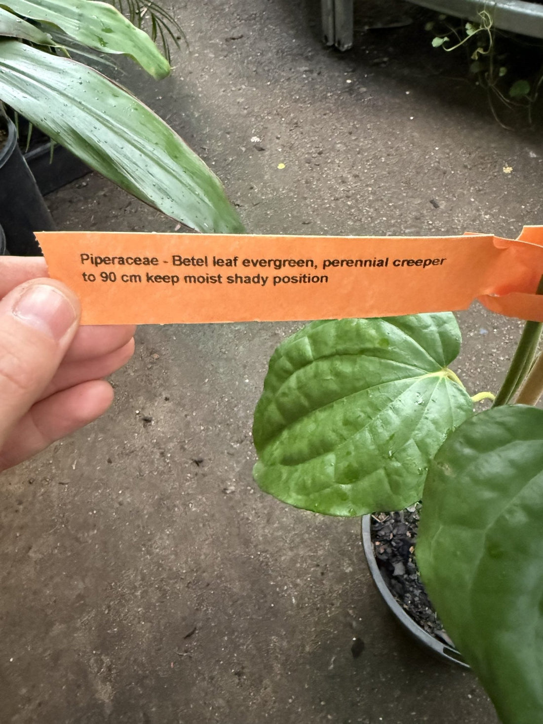 Wild Betel Leaf (Piper sarmentosum Robx.) - Ladybird Nursery