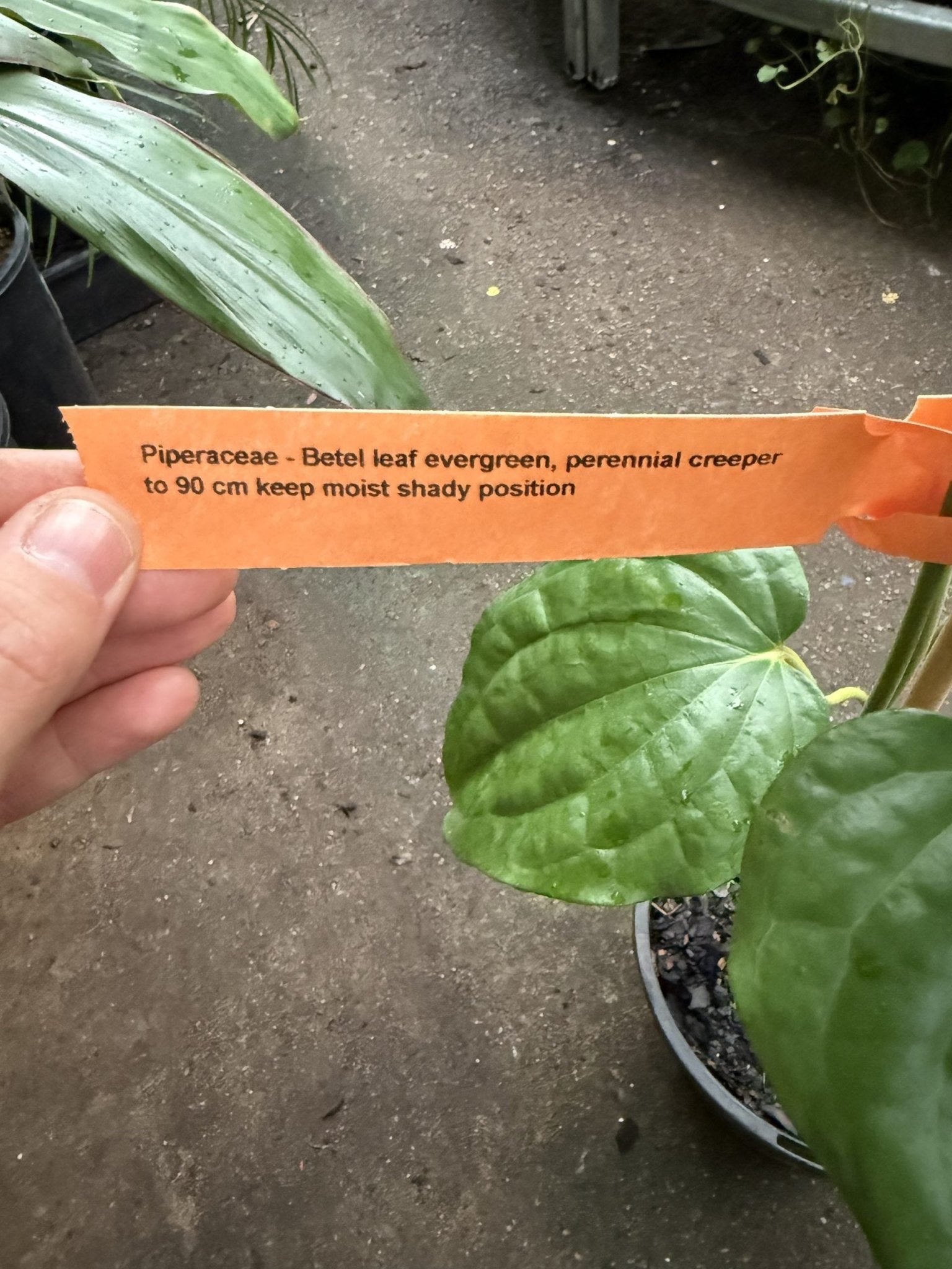 Wild Betel Leaf (Piper sarmentosum Robx.) - Ladybird Nursery