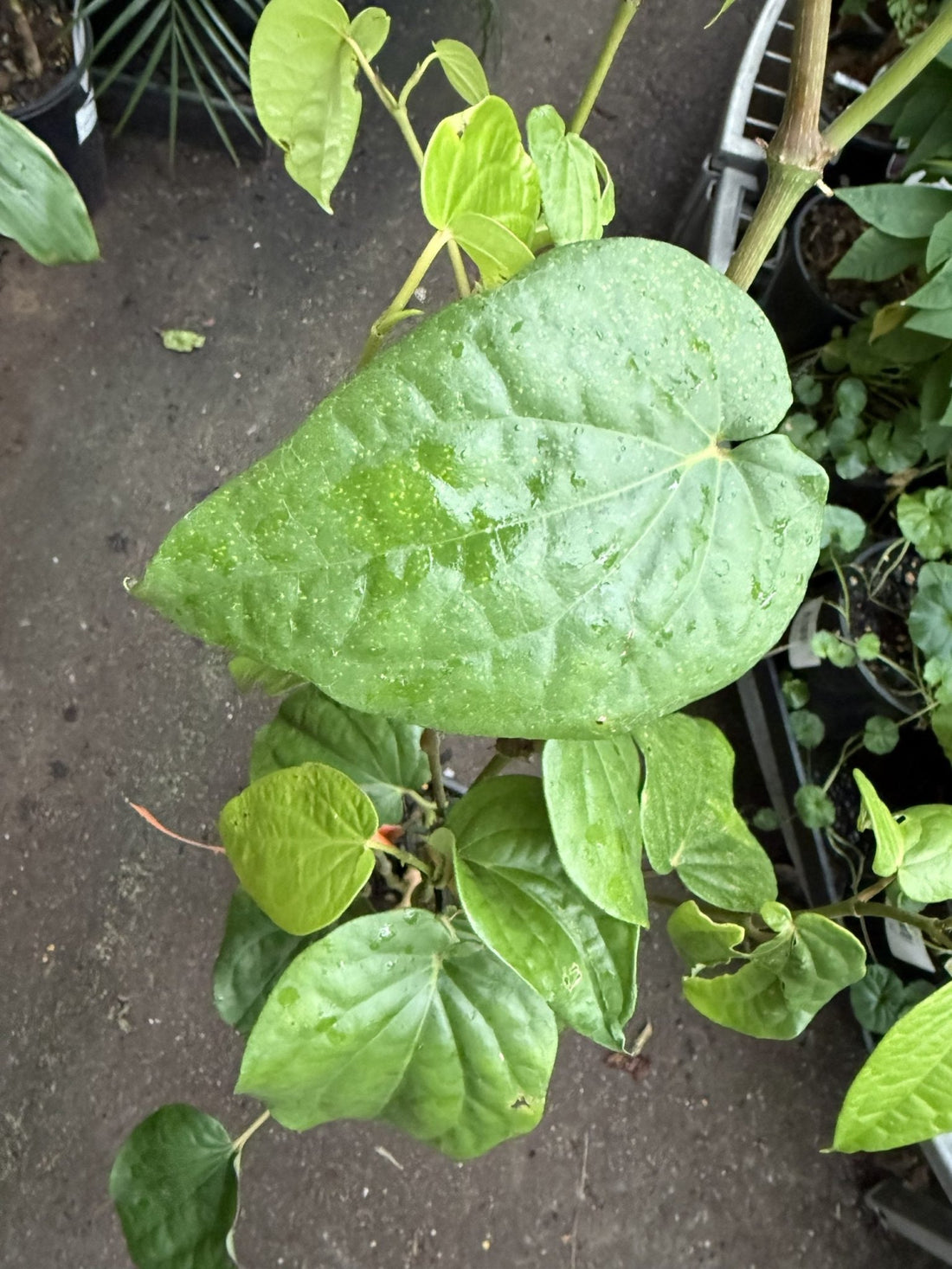 Wild Betel Leaf (Piper sarmentosum Robx.) - Ladybird Nursery