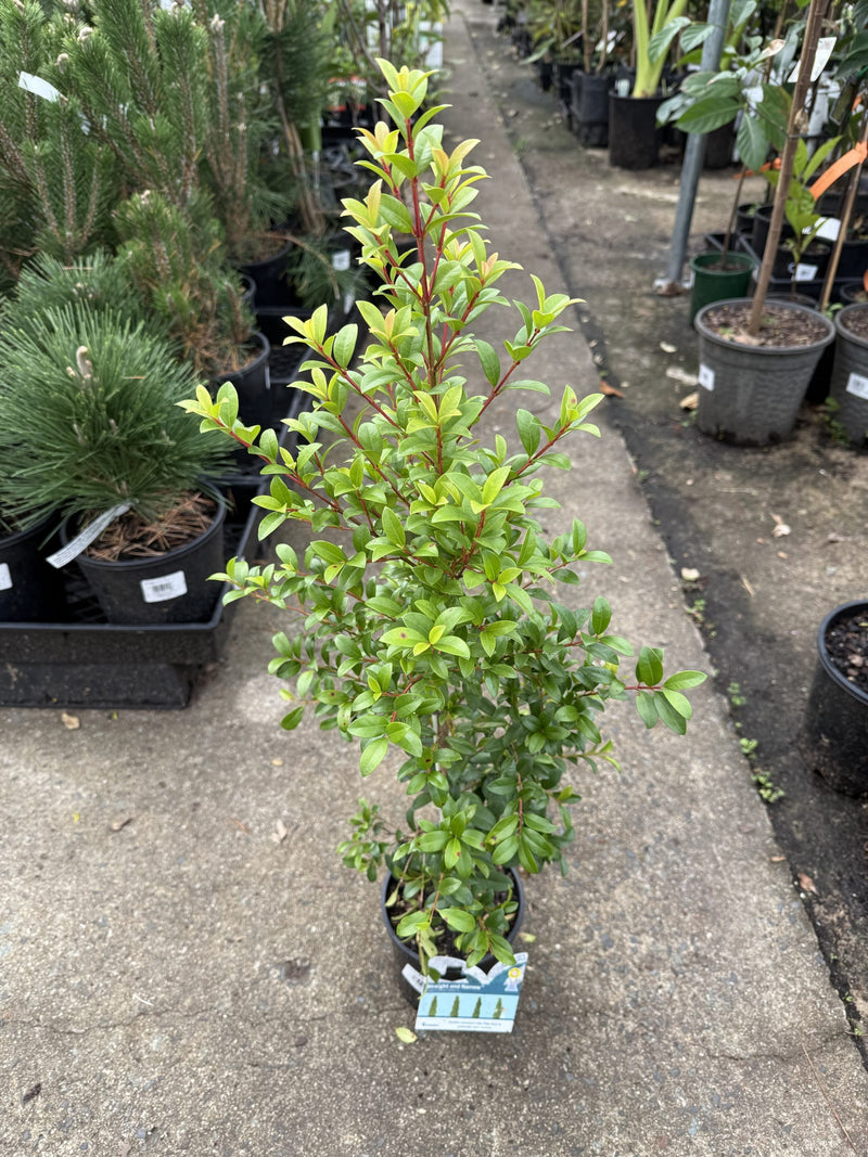 Lilly Pilly Straight and Narrow™ (Syzygium australe)