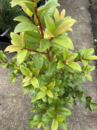 Lilly Pilly Straight and Narrow™ (Syzygium australe)