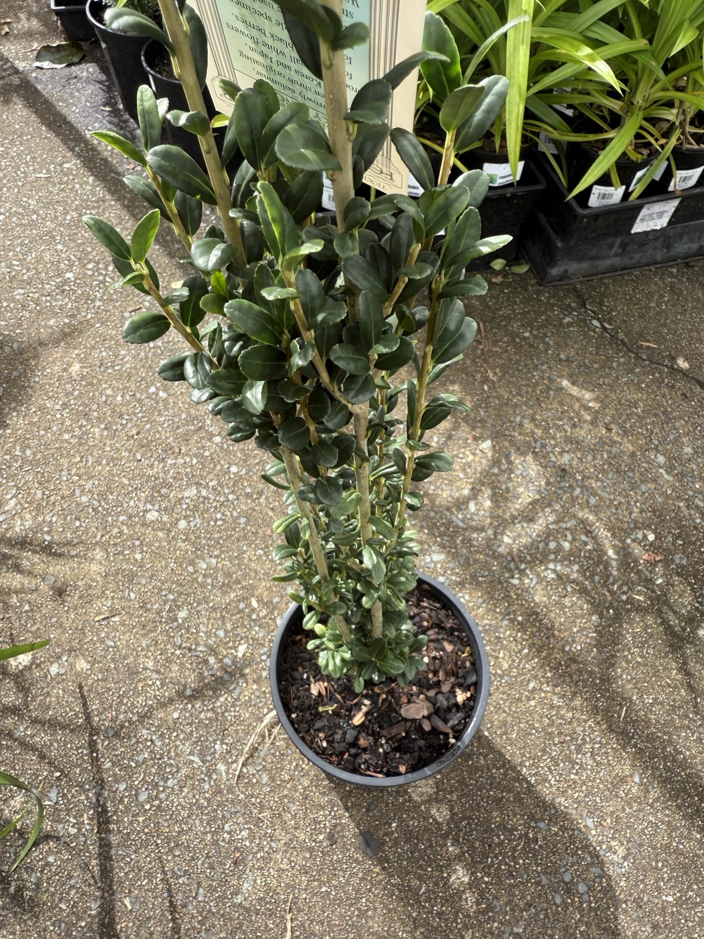 Sky Pencil (Ilex crenata)