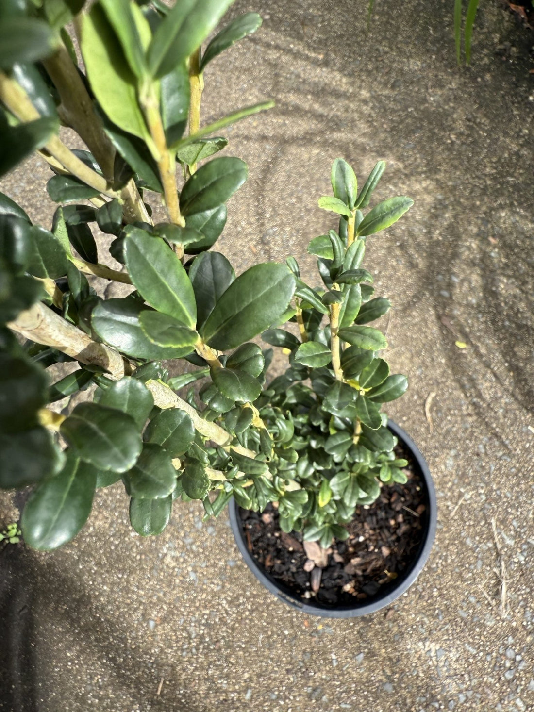 Sky Pencil (Ilex crenata) - Ladybird Nursery