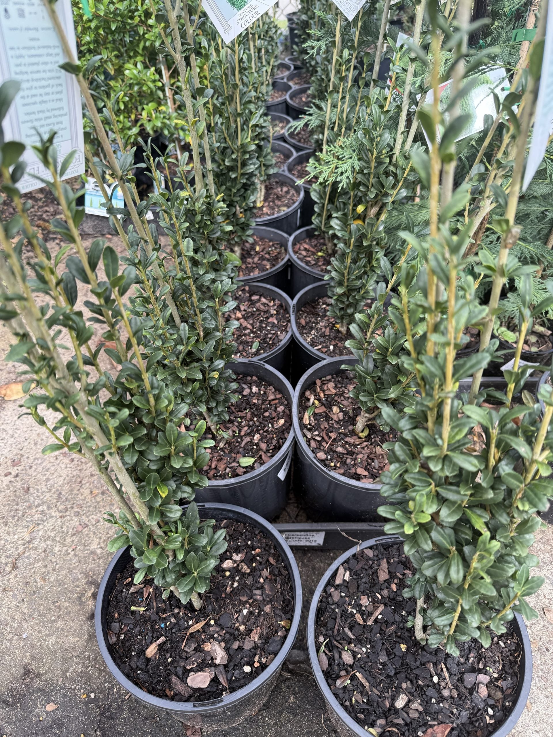 Sky Pencil (Ilex crenata)