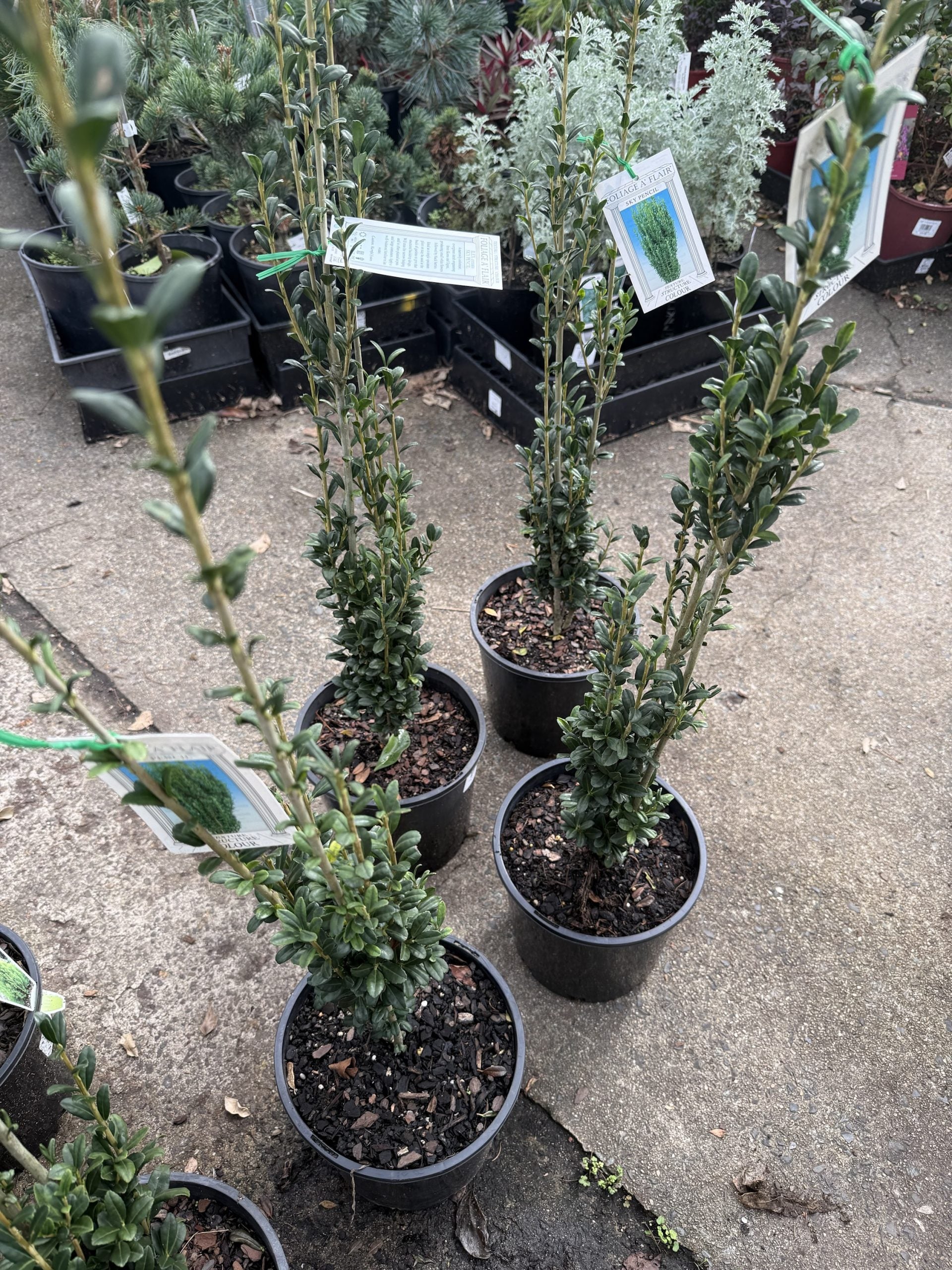 Sky Pencil (Ilex crenata)