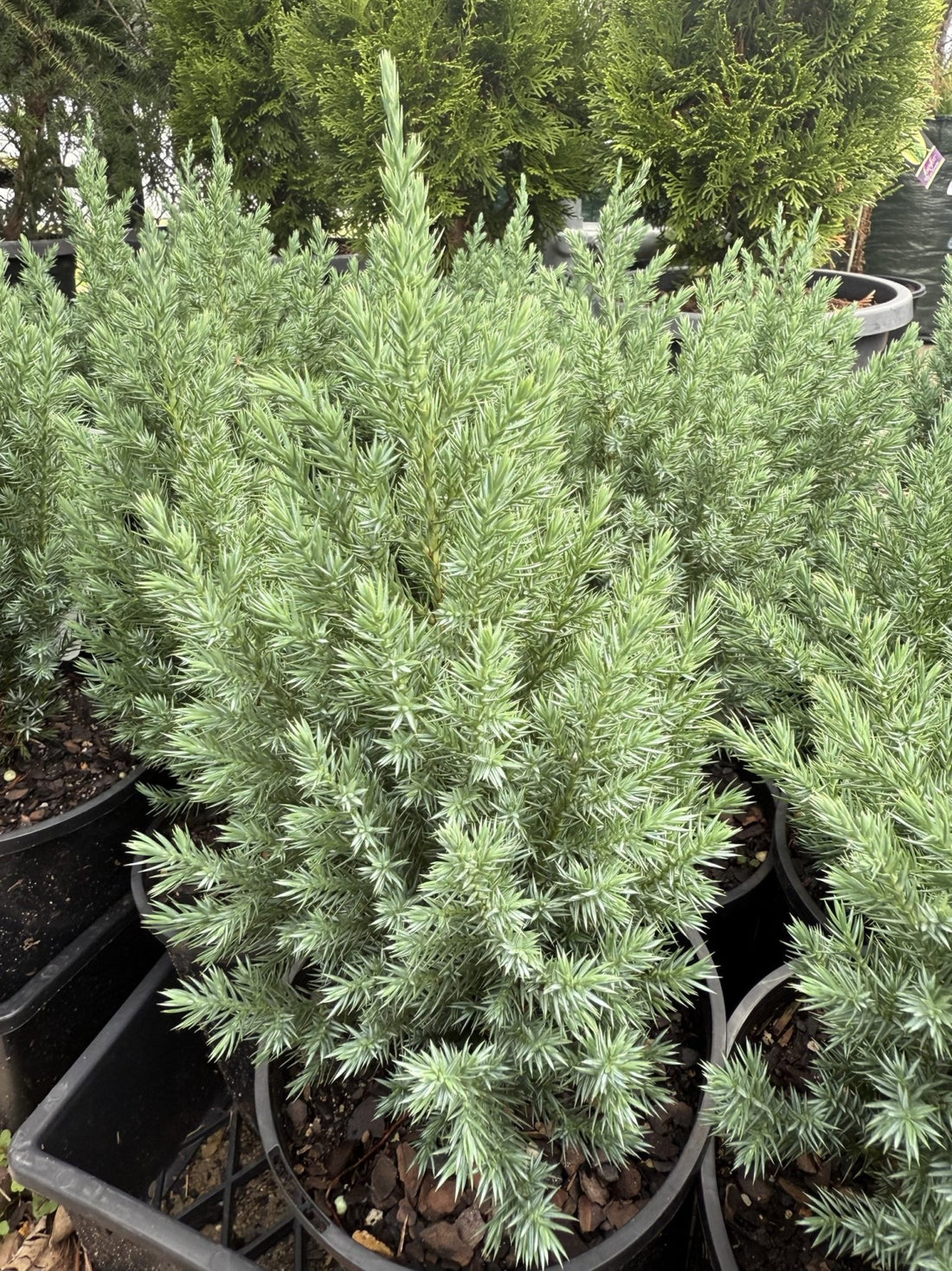 Juniperus chinensis 'Pyramidalis' - Ladybird Nursery