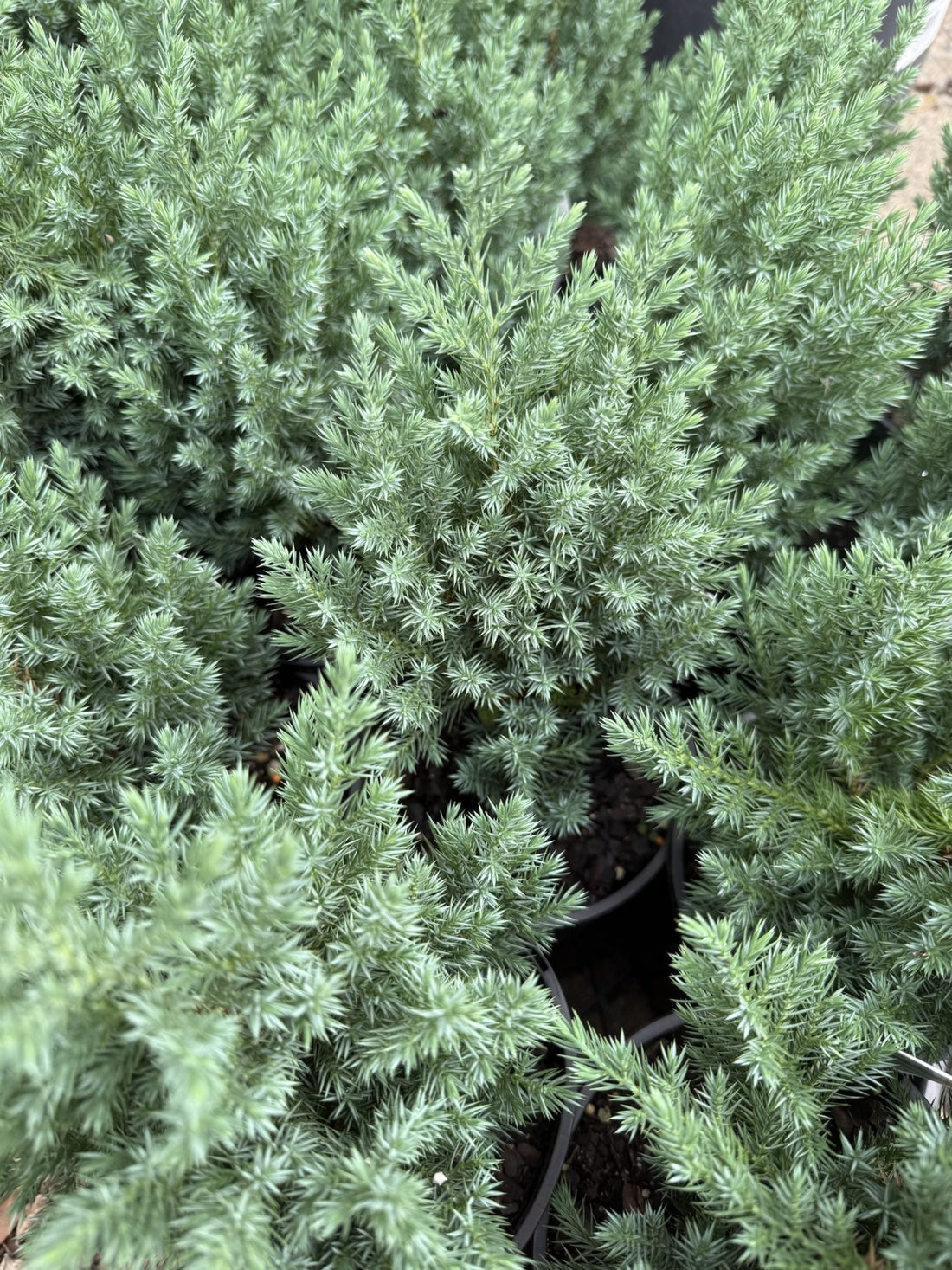 Juniperus chinensis 'Pyramidalis' - Ladybird Nursery